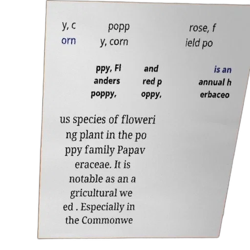 flower, text-based, image, list transparent PNG cut-out
