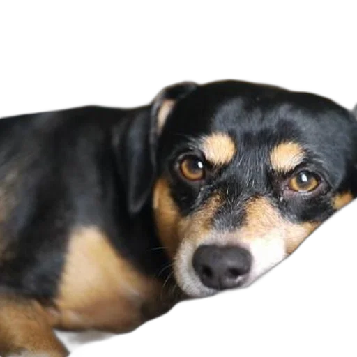 animal, creature, face, staff transparent PNG cut-out