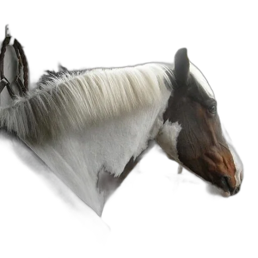 animal, hair, creature, hat transparent PNG cut-out