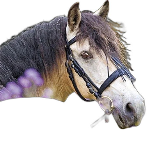animal, staff, hat, jewelry transparent PNG cut-out
