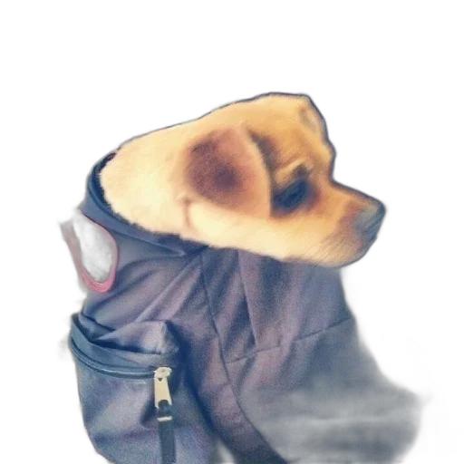 jacket, animal, mask, hat transparent PNG cut-out