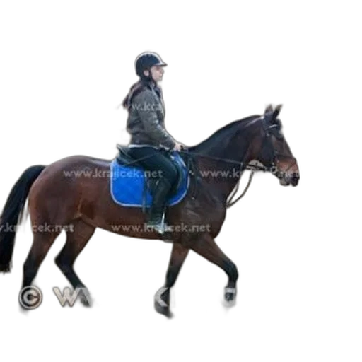 jacket, animal, staff, photorealistic transparent PNG cut-out
