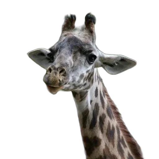 animal, creature, face, staff transparent PNG cut-out