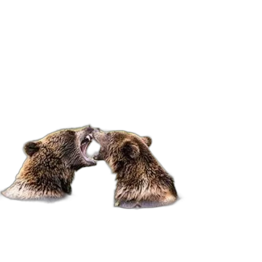 animal, shoes, creature, hat transparent PNG cut-out