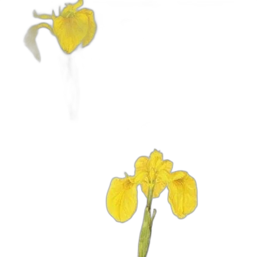flower, crown, jewelry, staff transparent PNG cut-out