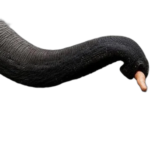 animal, creature, hair, staff transparent PNG cut-out