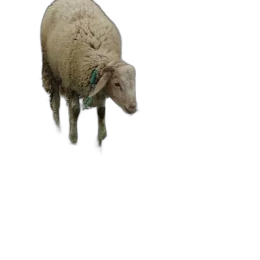 animal, creature, mask, face transparent PNG cut-out