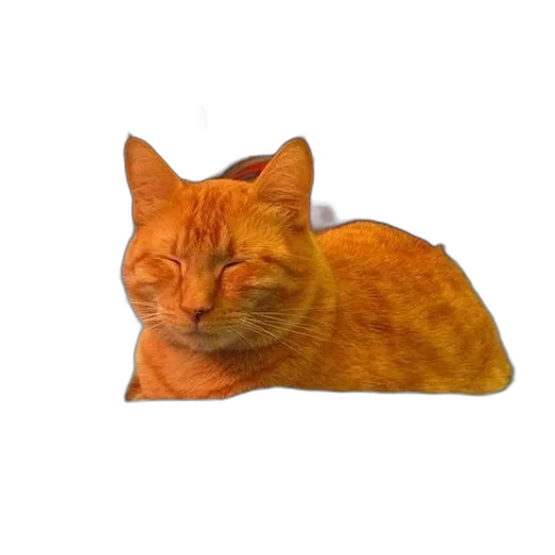 animal, face, hat, creature transparent PNG cut-out