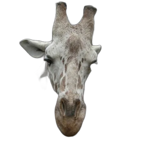 animal, creature, mask, face transparent PNG cut-out