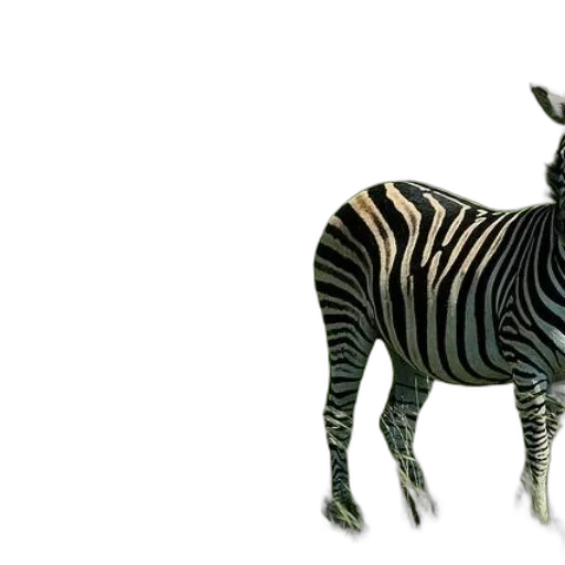 animal, creature, furniture, jewelry transparent PNG cut-out