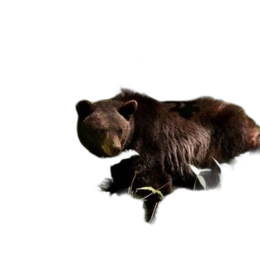 animal, creature, staff, 3d render transparent PNG cut-out