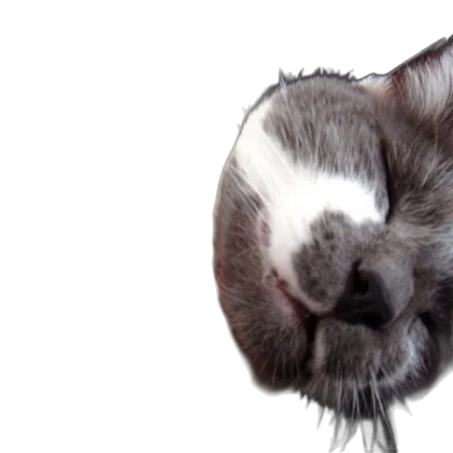 face, animal, staff, creature transparent PNG cut-out