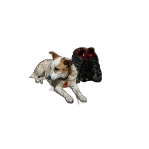 shoes, animal, creature, jewelry transparent PNG cut-out