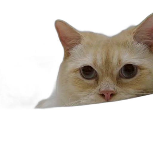 animal, creature, face, hat transparent PNG cut-out