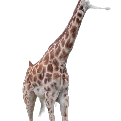 animal, creature, staff, weapon transparent PNG cut-out