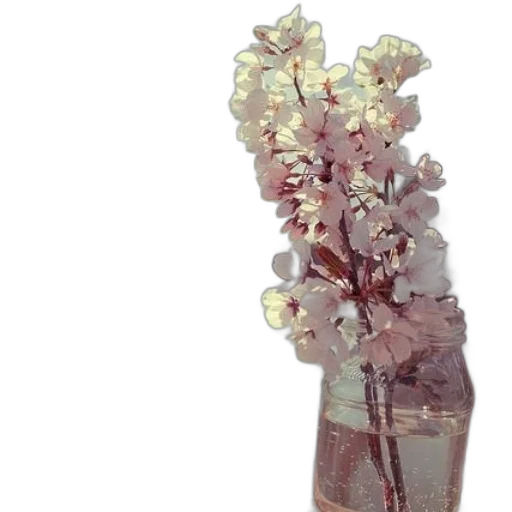 flower, bottle, crown, jewelry transparent PNG cut-out