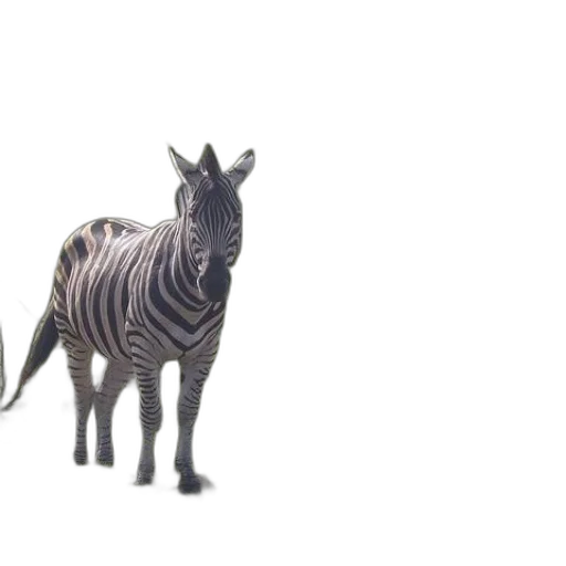 animal, creature, dragon, hair transparent PNG cut-out