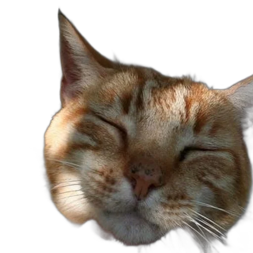 face, animal, staff, creature transparent PNG cut-out