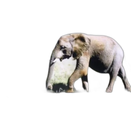 animal, creature, jacket, umbrella transparent PNG cut-out