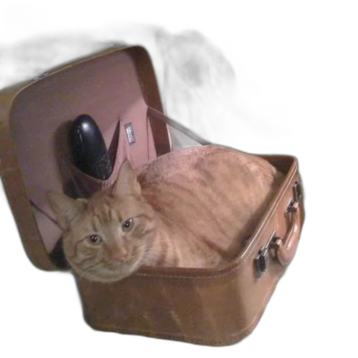 furniture, shoes, creature, animal transparent PNG cut-out