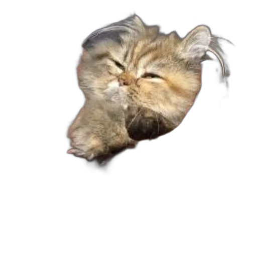 animal, hair, creature, hat transparent PNG cut-out