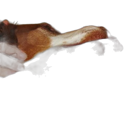 animal, creature, dragon, staff transparent PNG cut-out