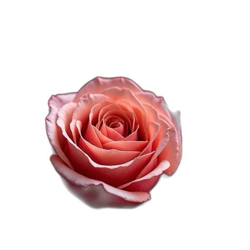 flower, crown, jewelry, staff transparent PNG cut-out