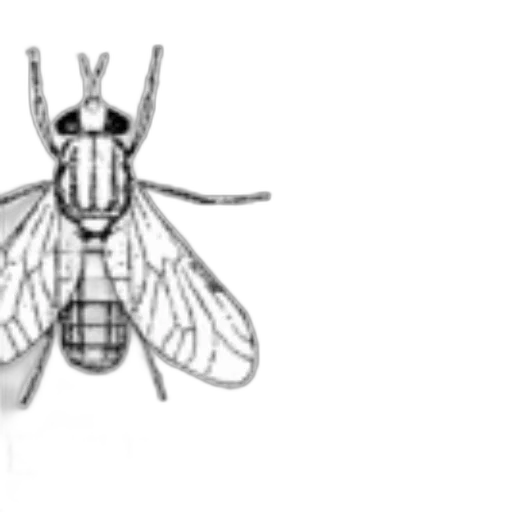 animal, creature, crown, robot transparent PNG cut-out