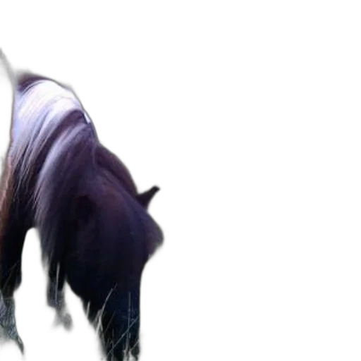 hair, dragon, animal, creature transparent PNG cut-out