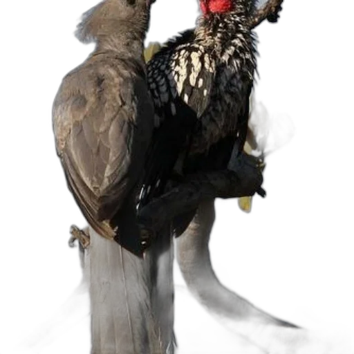 animal, crown, staff, creature transparent PNG cut-out