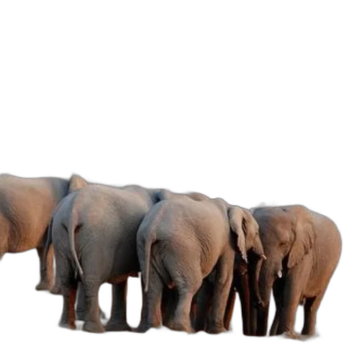animal, staff, creature, furniture transparent PNG cut-out