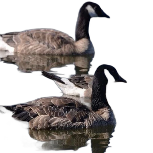 animal, jacket, creature, photorealistic transparent PNG cut-out
