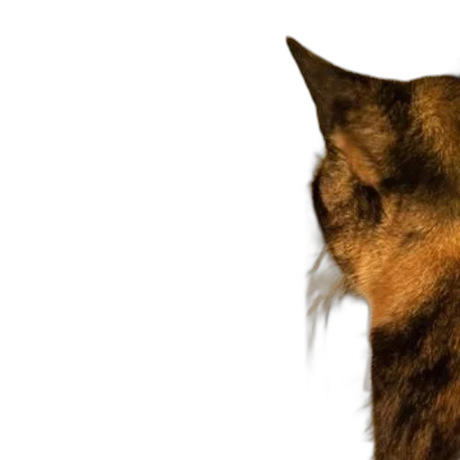 animal, staff, face, creature transparent PNG cut-out