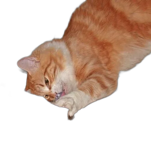 staff, animal, creature, weapon transparent PNG cut-out