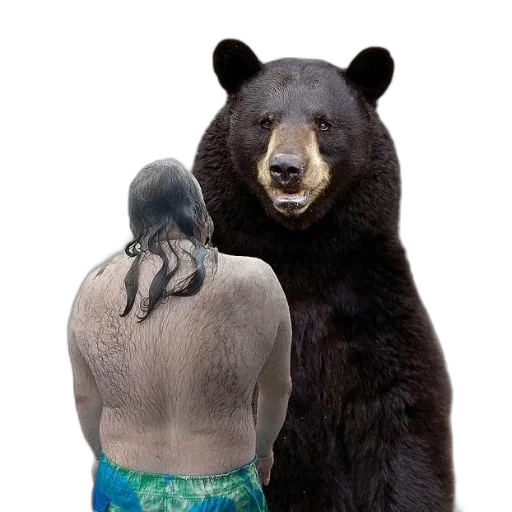 animal, creature, dress, face transparent PNG cut-out