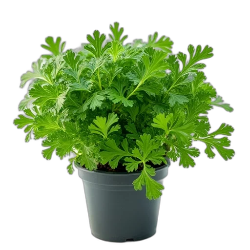 crown, food, flower, photorealistic transparent PNG cut-out