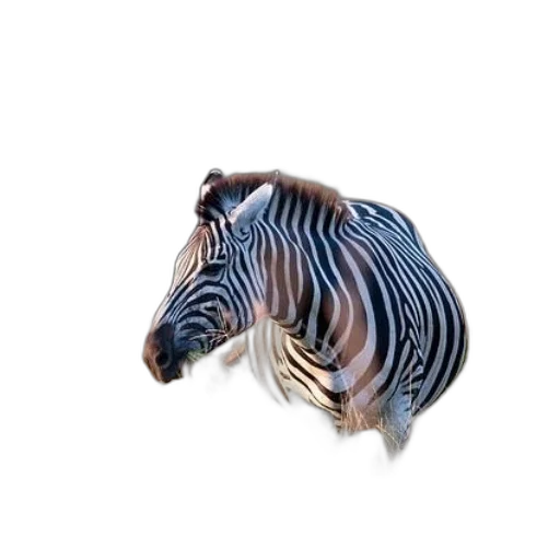 animal, creature, hair, jewelry transparent PNG cut-out
