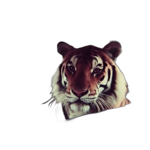 animal, creature, staff, face transparent PNG cut-out