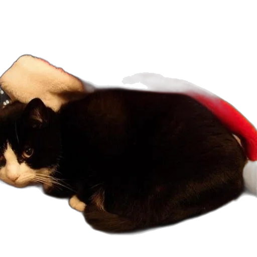 animal, hat, shoes, staff transparent PNG cut-out