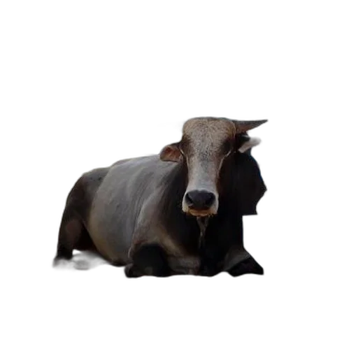 animal, creature, hair, face transparent PNG cut-out