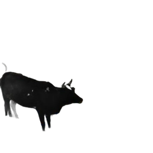 animal, creature, dragon, crown transparent PNG cut-out