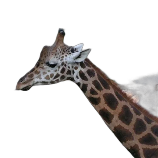 animal, creature, face, hat transparent PNG cut-out