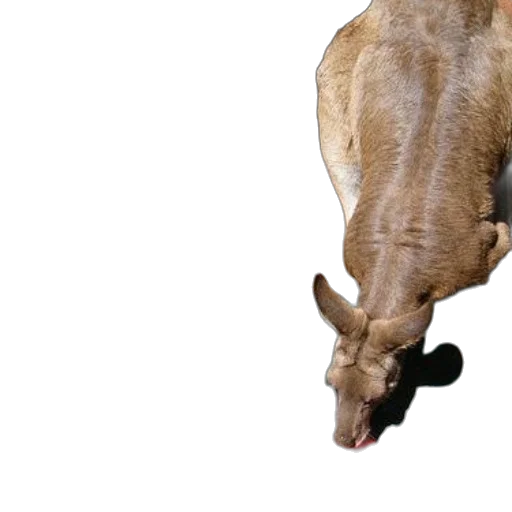 animal, creature, shoes, mask transparent PNG cut-out