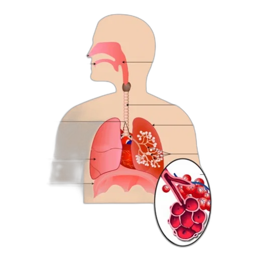 anatomical, diagram, human, respiratory transparent PNG cut-out
