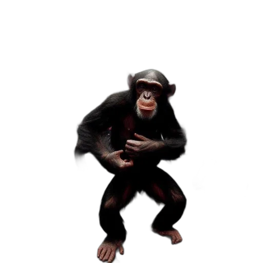 animal, creature, hat, staff transparent PNG cut-out