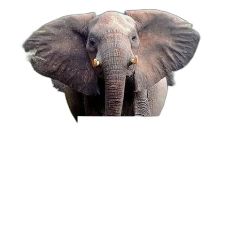 animal, creature, hat, umbrella transparent PNG cut-out