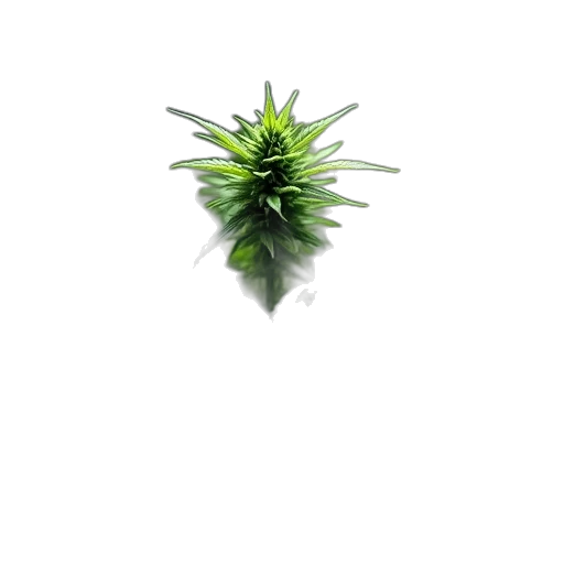 flower, crown, tree, weapon transparent PNG cut-out