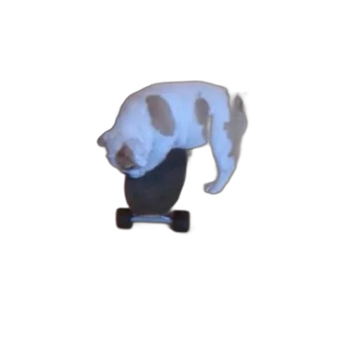 animal, hat, shoes, creature transparent PNG cut-out