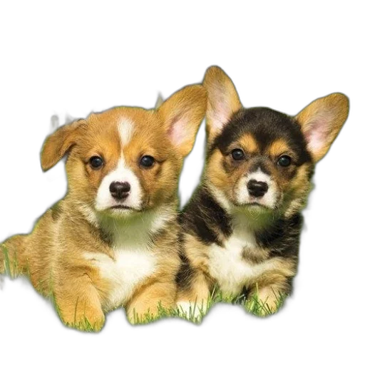 animal, photorealistic, 3d render, oil painting transparent PNG cut-out