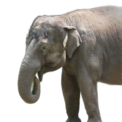 animal, creature, staff, photorealistic transparent PNG cut-out